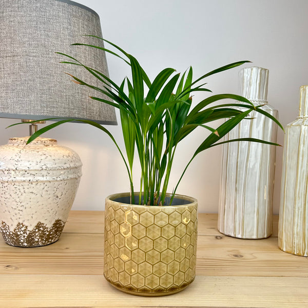 The Classic Hexagonal Plant Pot