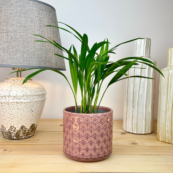 The Classic Hexagonal Plant Pot