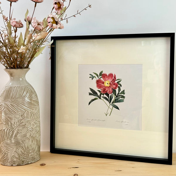 Peony Framed Print III