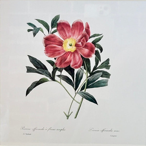 Peony Framed Print I