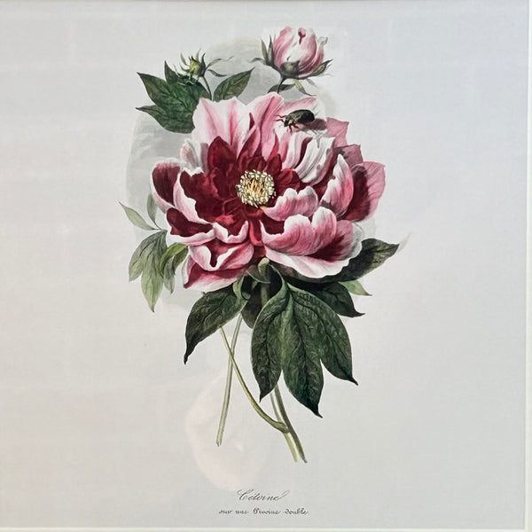 Peony Framed Print III