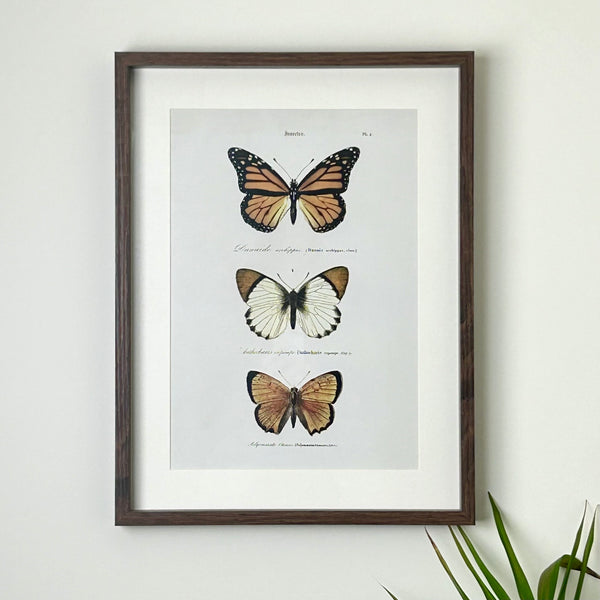 Brown Butterfly Framed Print
