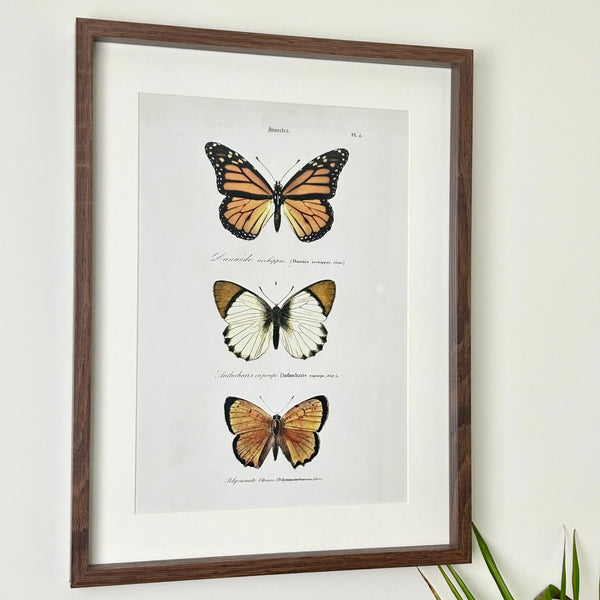 Brown Butterfly Framed Print