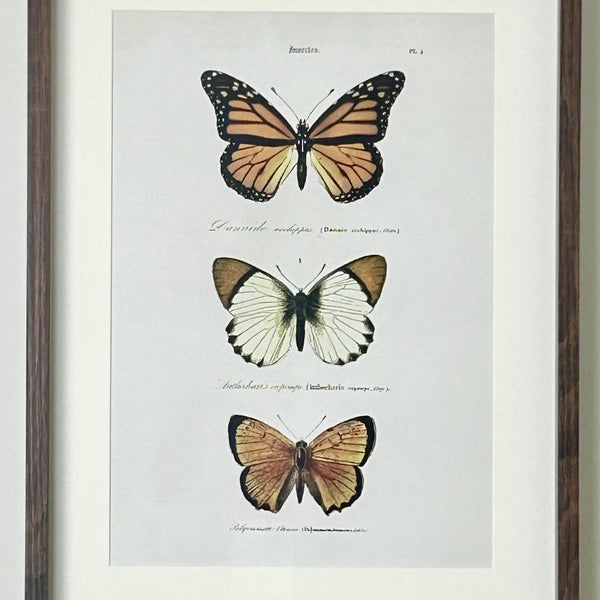 Brown Butterfly Framed Print