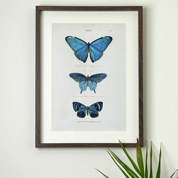Blue Butterfly Framed Print