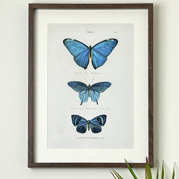 Blue Butterfly Framed Print
