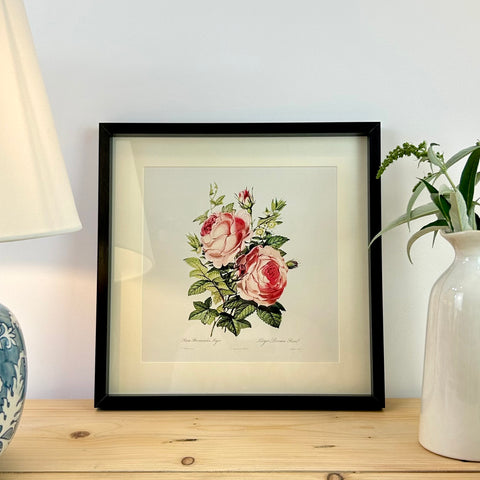 Vintage Rose Framed Print III