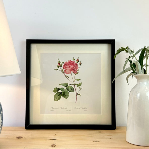 Vintage Rose Framed Print II