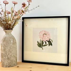 Peony Framed Print I