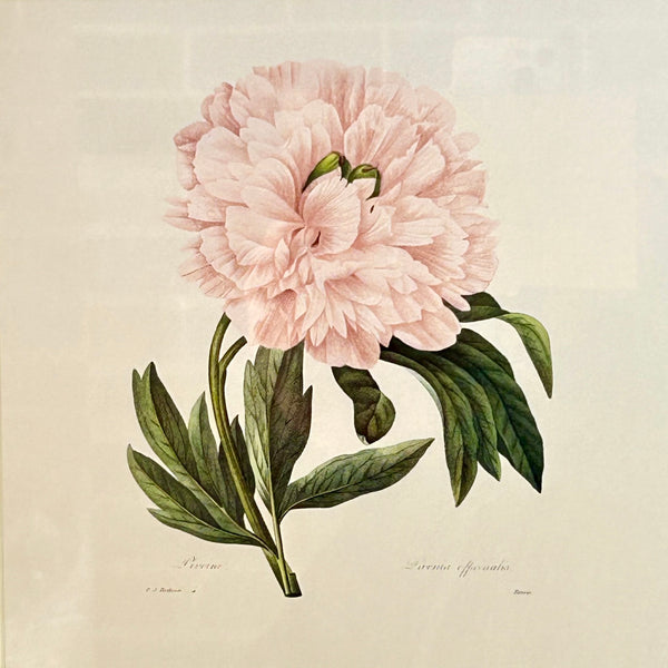 Peony Framed Print II