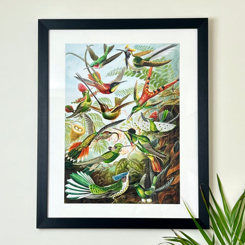 Bouquet of Hummingbirds Framed Print