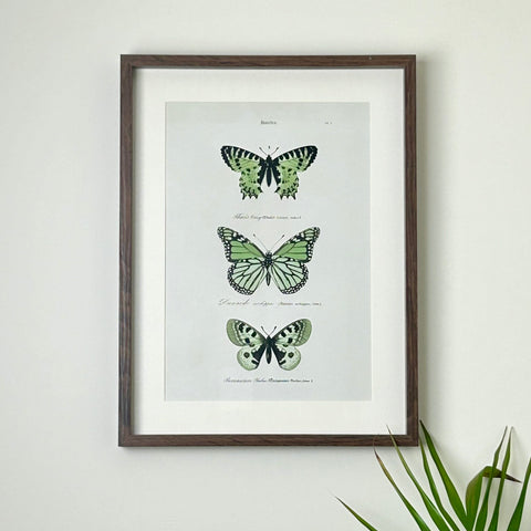 Green Butterfly Framed Print