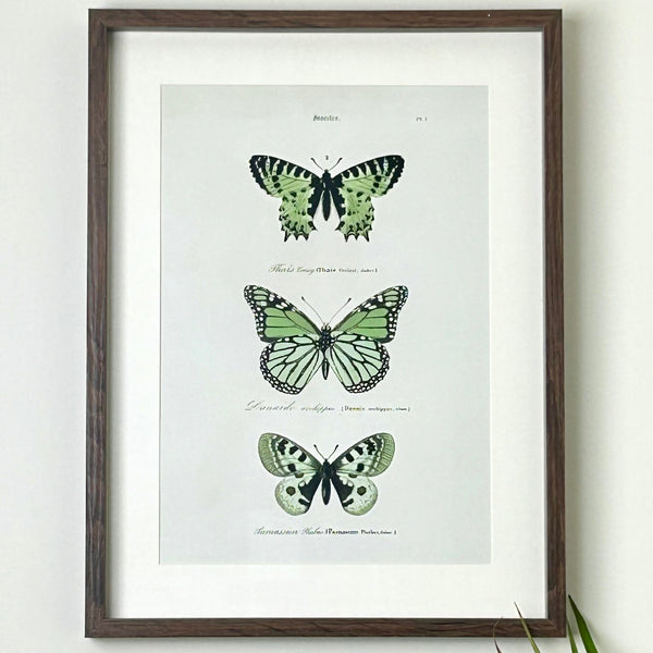 Green Butterfly Framed Print