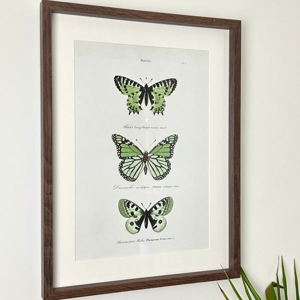 Green Butterfly Framed Print